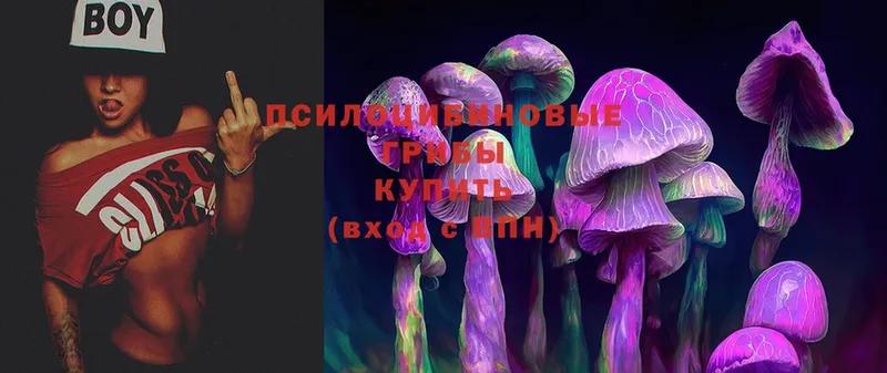 Псилоцибиновые грибы Cubensis  где можно купить наркотик  Губаха 